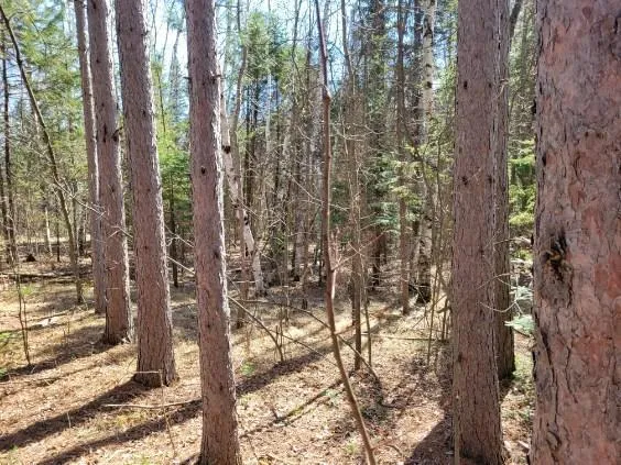 $24,900 | Tbd 695th Avenue, Roosevelt, MN 56673