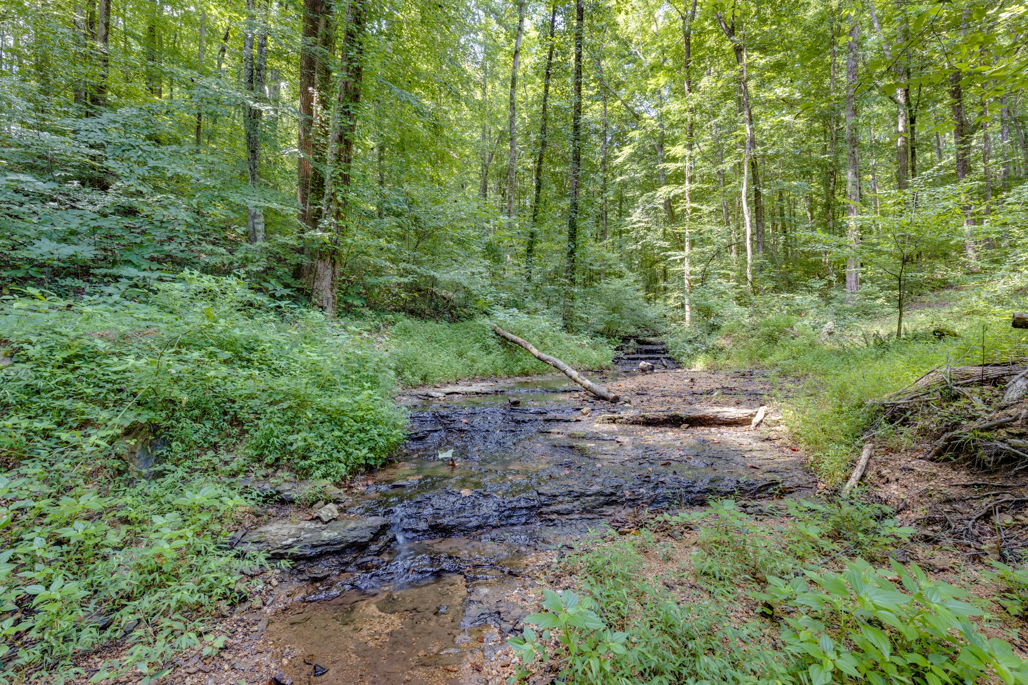 609 Waterloo Road Westpoint, TN 38486 - Photo 58 of 70 a view of a lush green forest with lots of trees