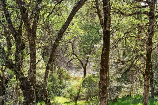 $599,999 | 18706 Shirley Lane, Grass Valley, CA 95949