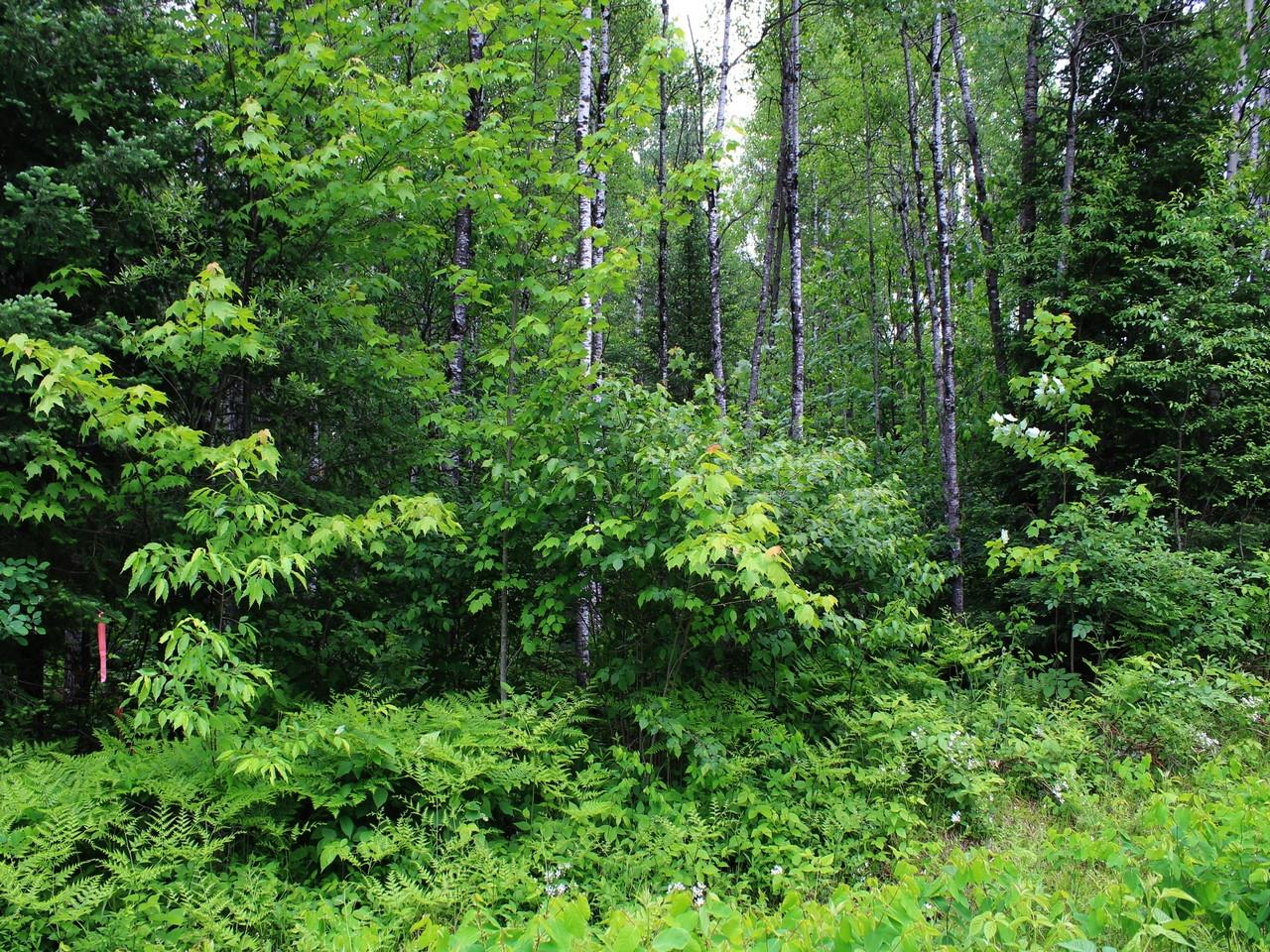 3353 West Nathan Pass Mercer, WI 54547 - Photo 44 of 58 Gallery Image 44
