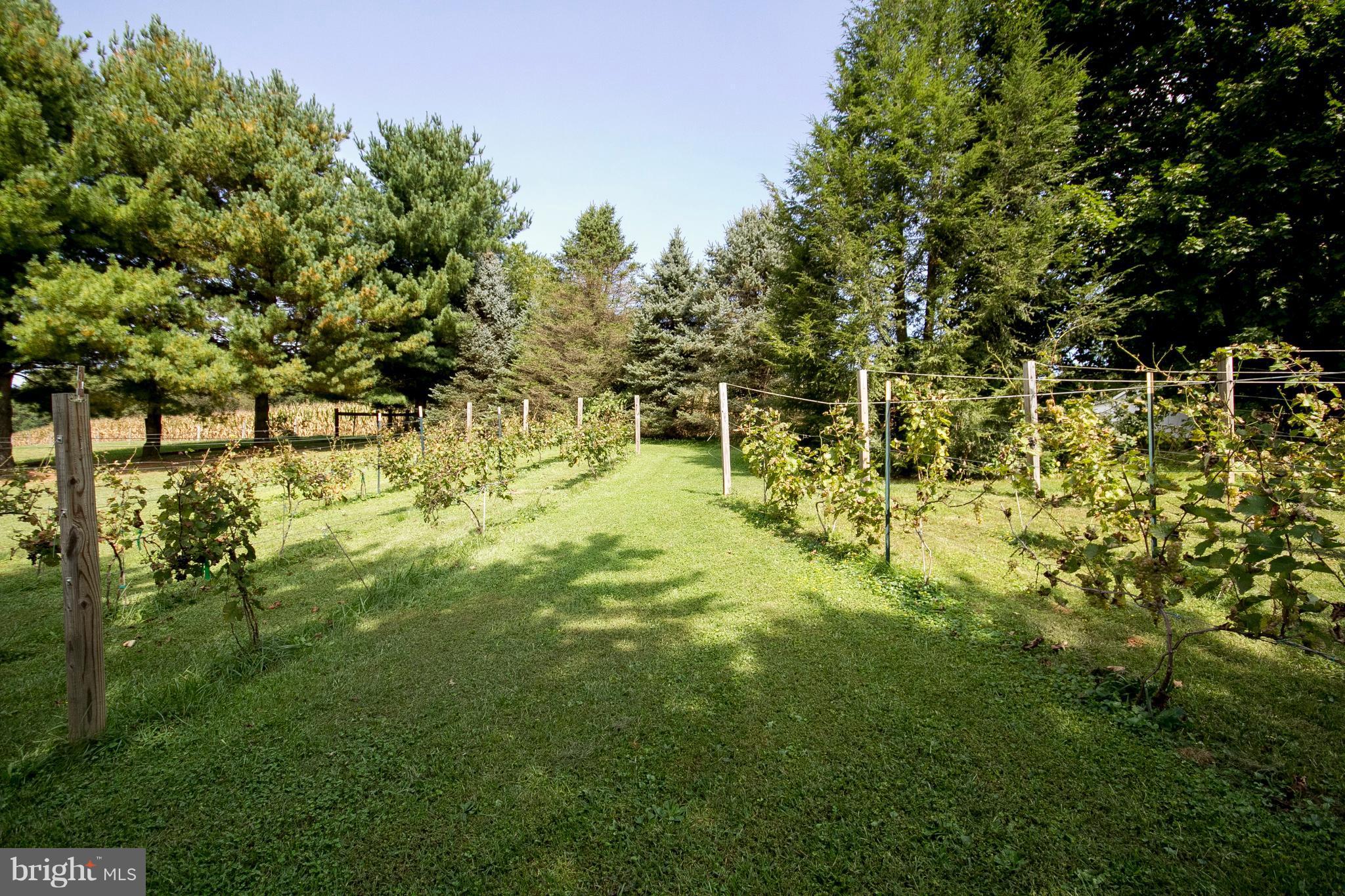 2816 Bird View Road Westminster, MD 21157 - Photo 22 of 22 Ready to Go Vineyard!