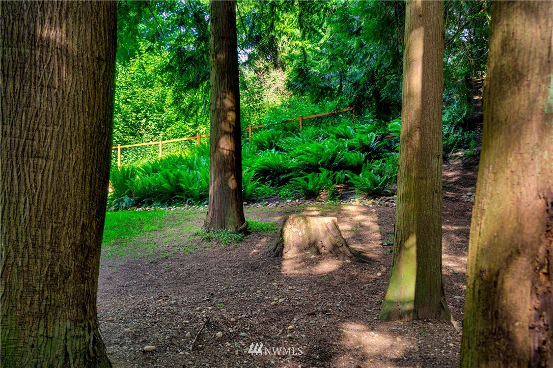 1230 Cedar Circle Langley, WA 98260 - Photo 29 of 39 a view of a yard with plants and a large tree