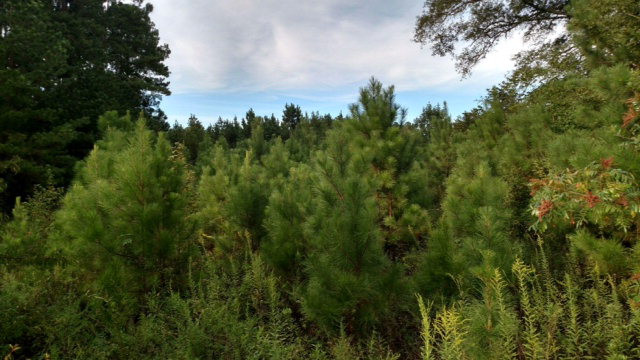 0 Twin Oaks Road Thomson, GA 30824 - Photo 1 of 1 Main View