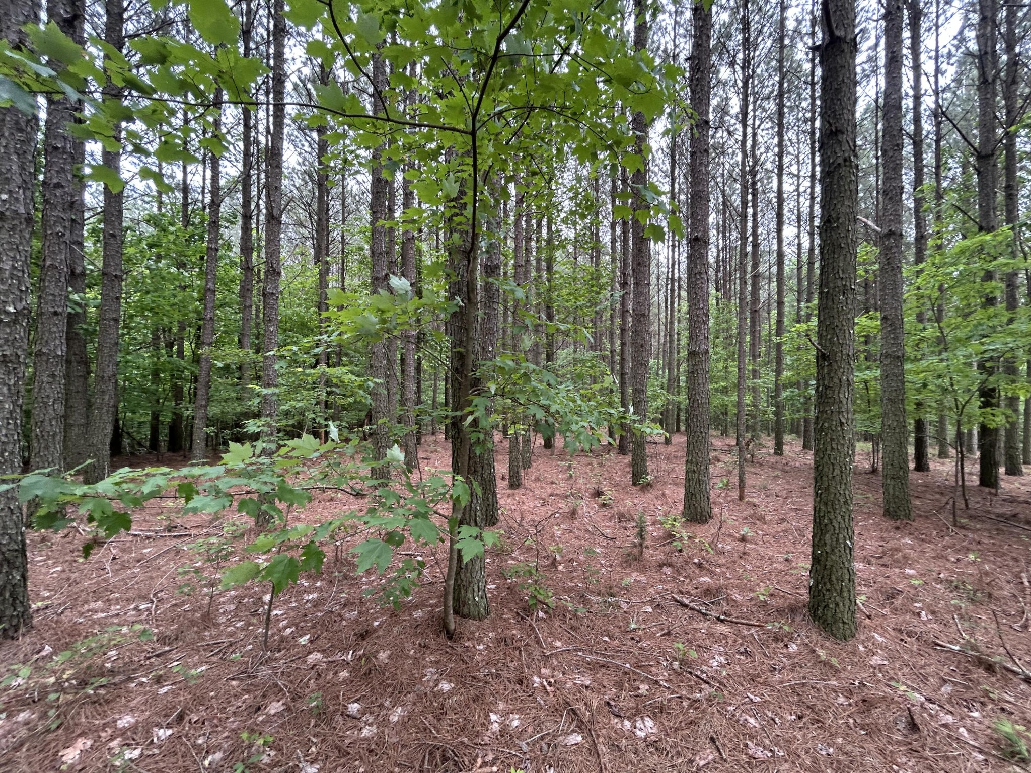 1771 Crockett Point Jasper, TN 37347 - Photo 10 of 40 a view of a forest that has large trees