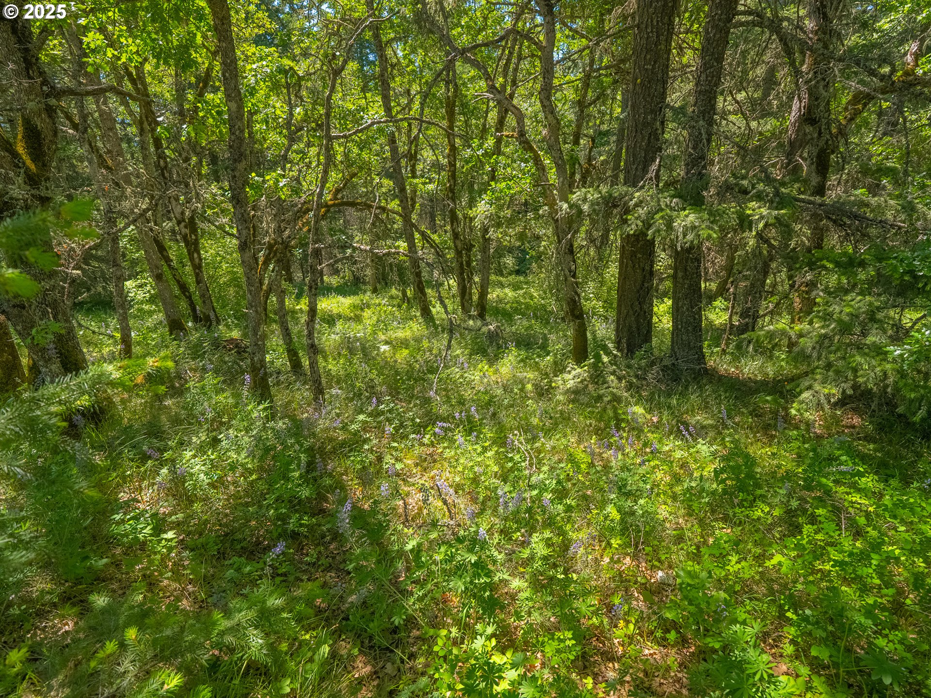 518 Canyon Road Lyle, WA 98635 - Photo 16 of 38