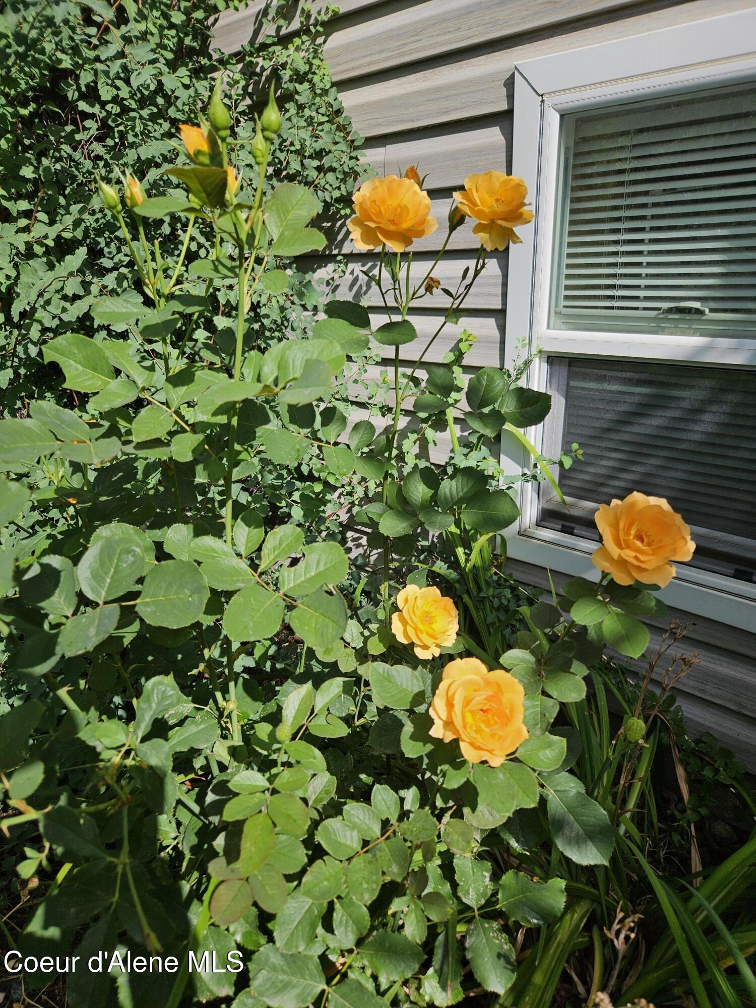 8288 Nebraska Street Rathdrum, ID 83858 - Photo 42 of 52 Summer