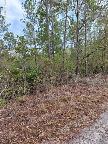 a view of a forest with trees in the background