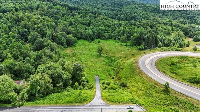 a view of a yard with plants and large trees