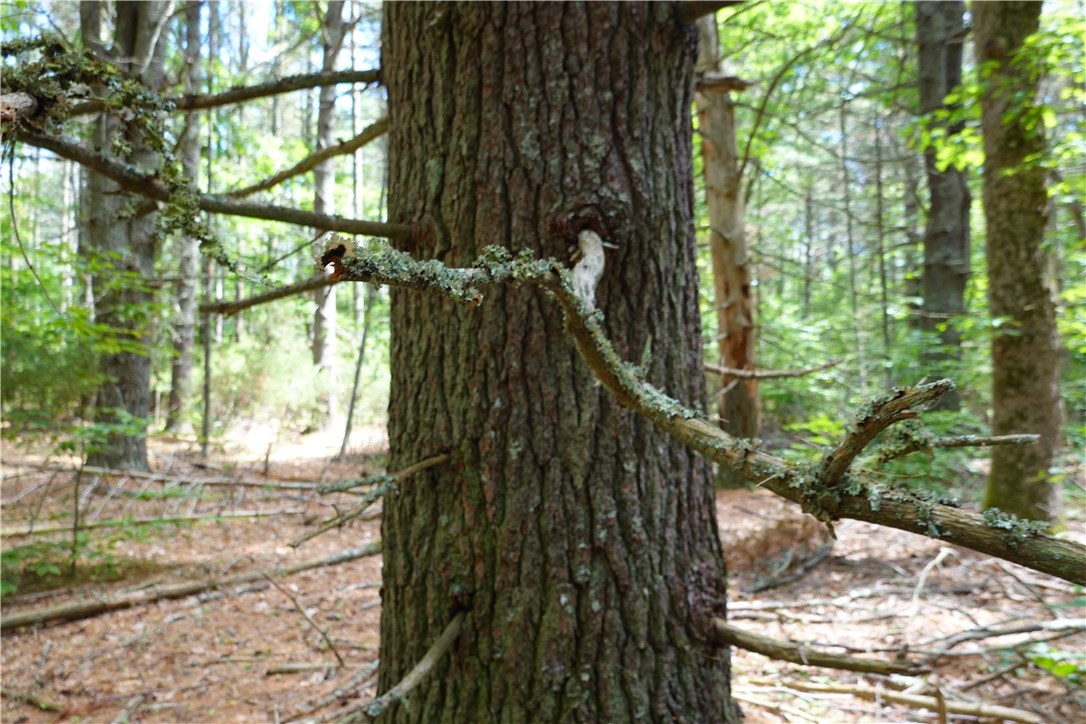 0 Dormar Road Wood River Junction, RI 02894 - Photo 6 of 10