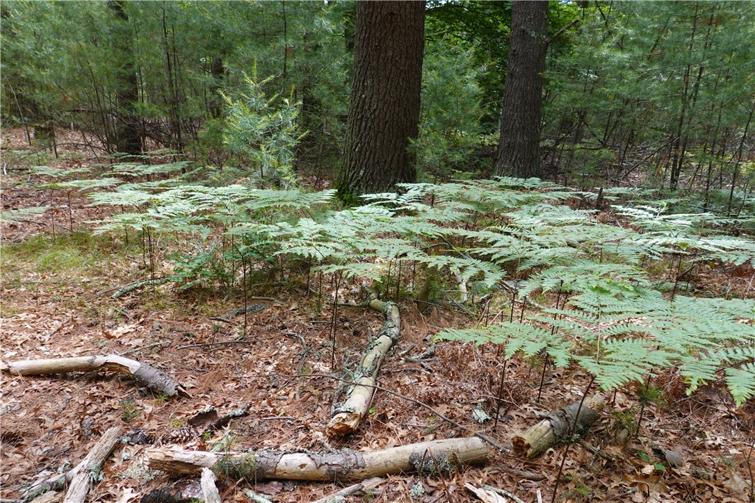 0 Dormar Road Wood River Junction, RI 02894 - Photo 7 of 10