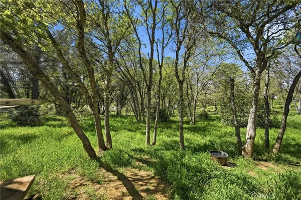 a view of a yard with large trees
