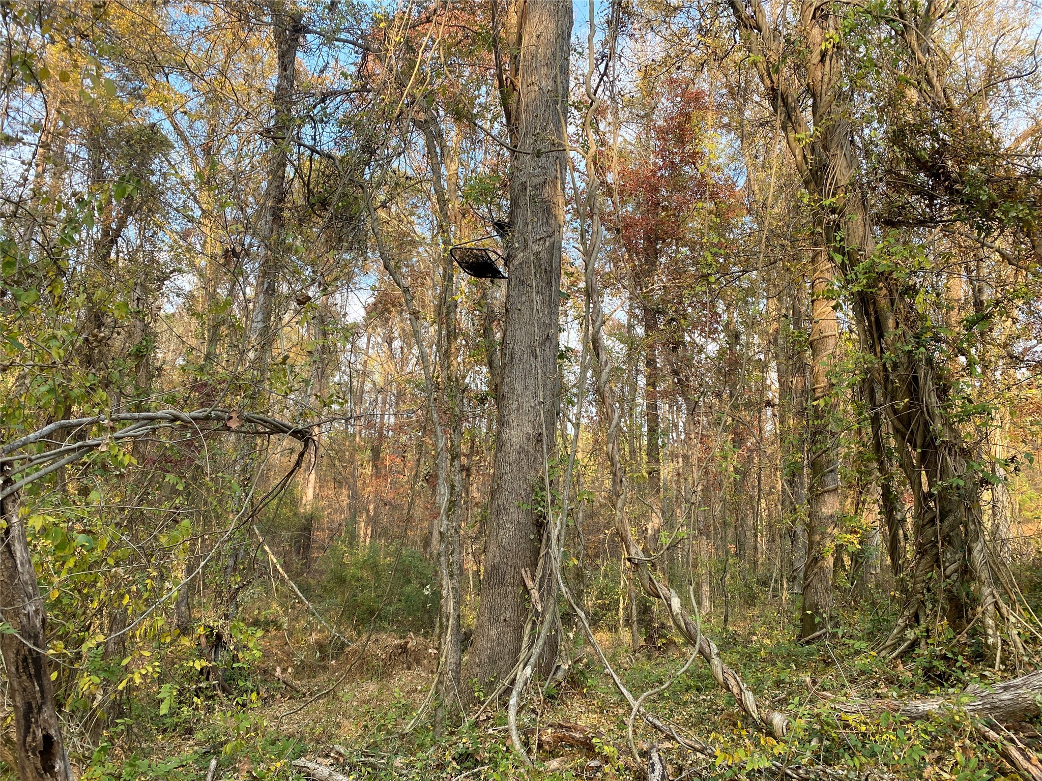 0 Danburg Road Washington, GA 30673 - Photo 11 of 24 a picture of a tree