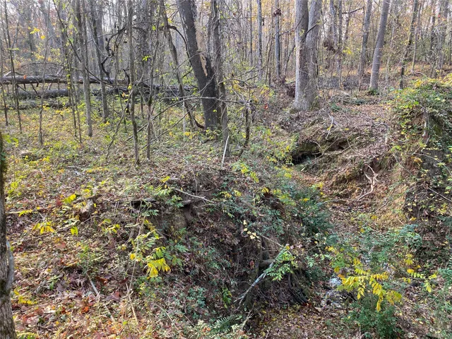 a view of a yard with large trees