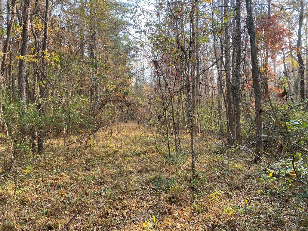 0 Danburg Road Washington, GA 30673 - Photo 15 of 24 a view of a forest