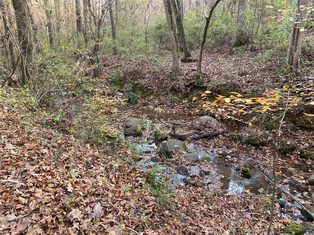 a view of a forest with trees