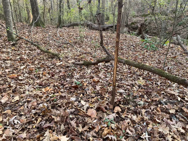a view of a bunch of trees