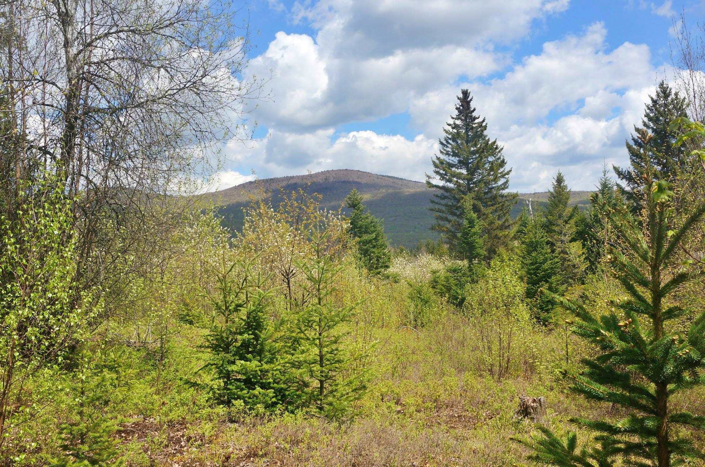 0 Hawk Rock Road East Haven, VT 05837 - Photo 3 of 6 Gallery Image 3