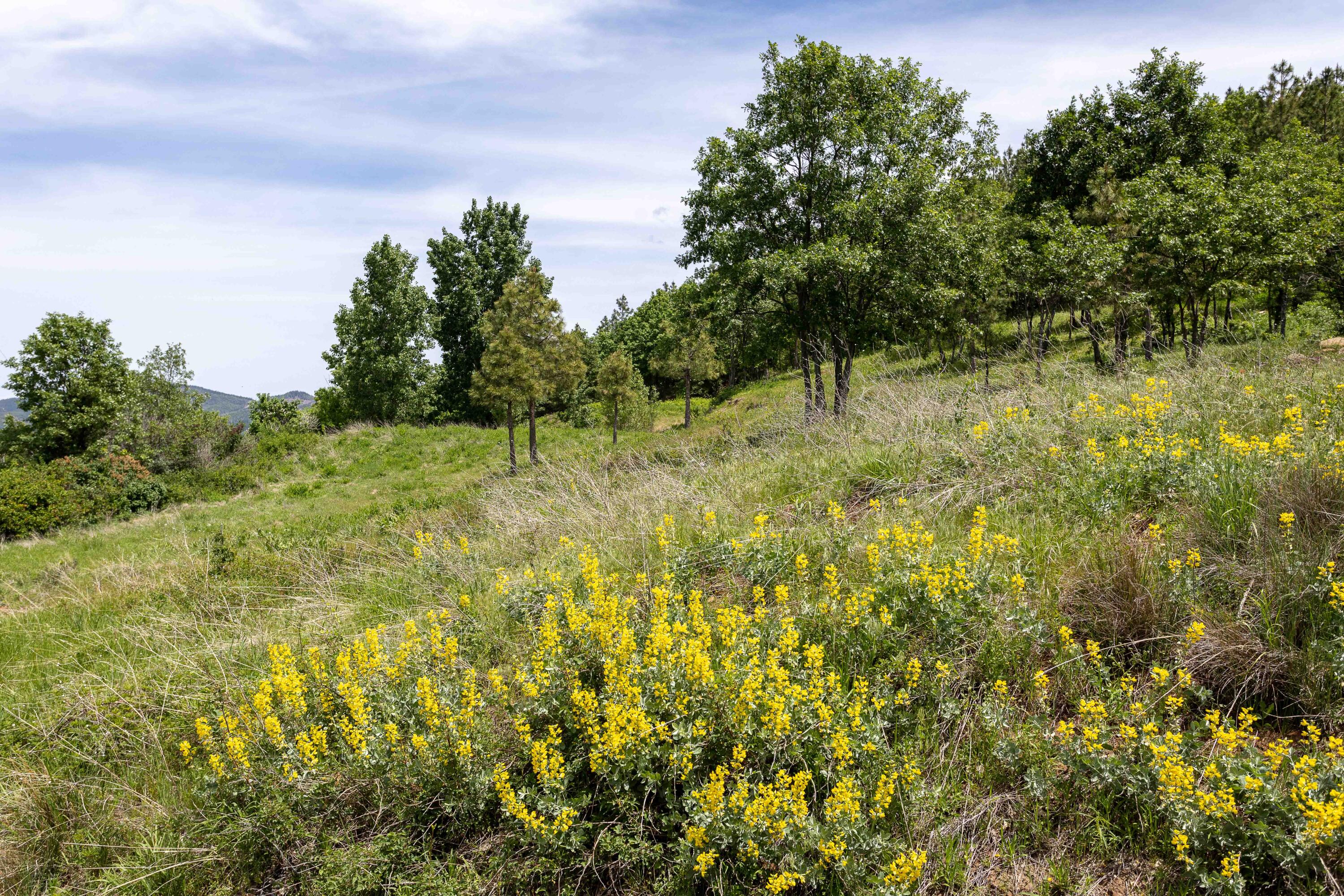 320 Acres Melton Road Bella Vista, CA 96008 - Photo 8 of 19 a view of a yard with plants and a trees