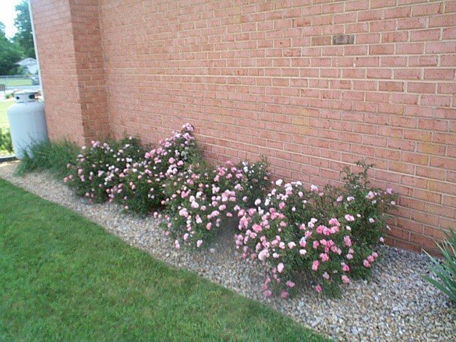 2344 Lyndhurst Road Waynesboro, VA 22980 - Photo 25 of 25 a view of a bunch of flowers