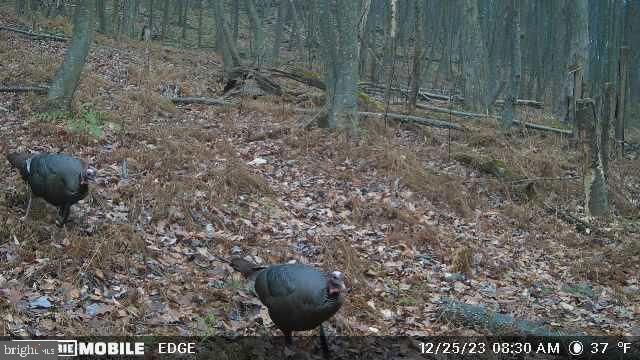 0 Carlisle Gap Road Lewistown, PA 17044 - Photo 37 of 53