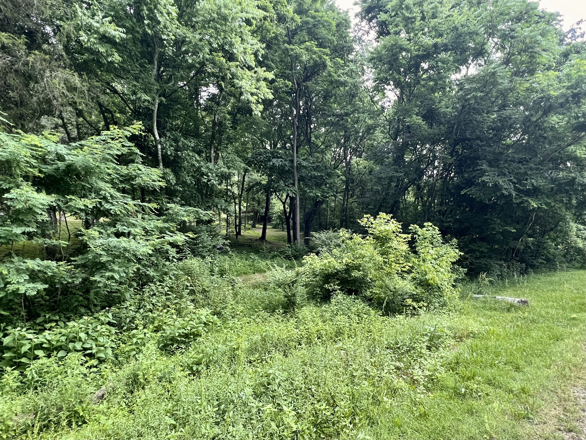 1173 Cedar Hurst Lane Pulaski, TN 38478 - Photo 3 of 9 a plant view in yard