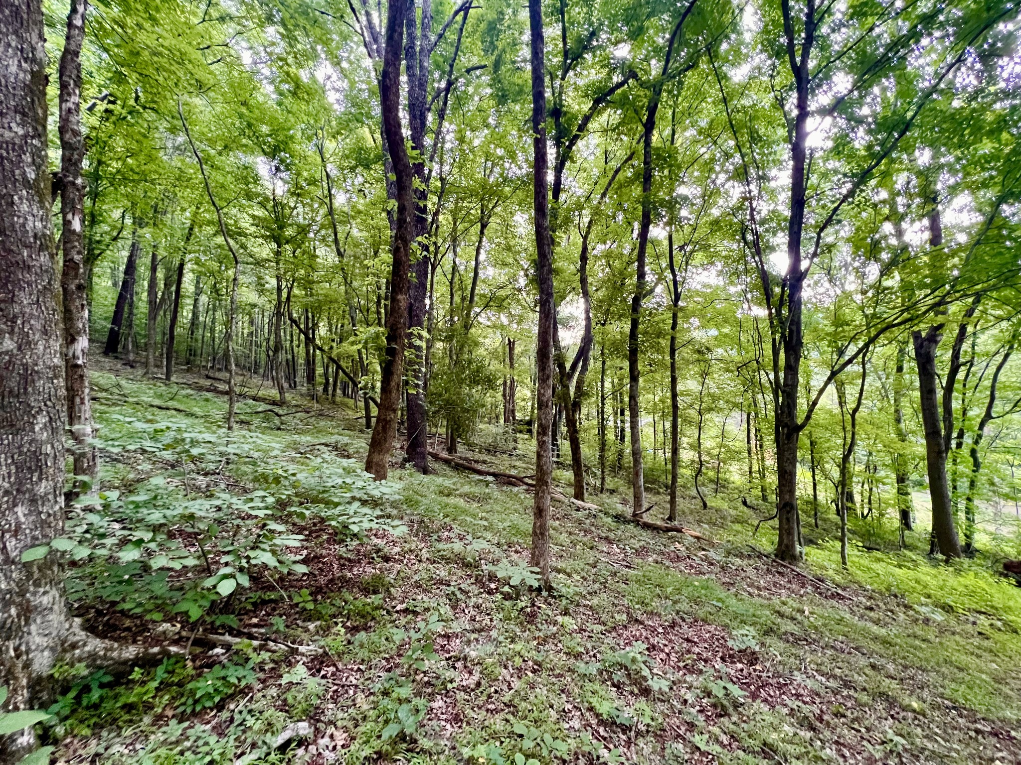 1173 Cedar Hurst Lane Pulaski, TN 38478 - Photo 5 of 9 a view of outdoor space and green space