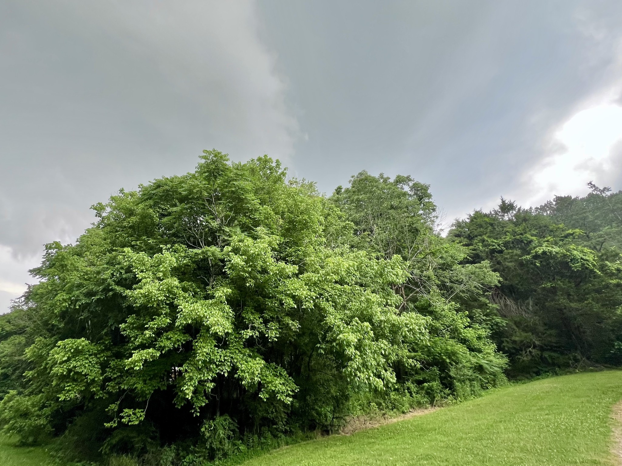 1173 Cedar Hurst Lane Pulaski, TN 38478 - Photo 6 of 9 a backyard of a house with lots of green space and garden view