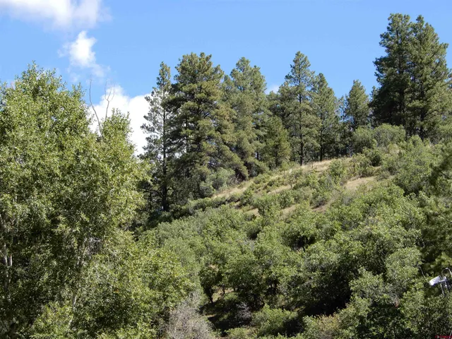 a view of a forest with lots of trees