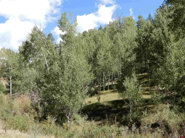 a view of a forest with a street