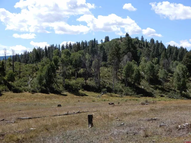 a view of a dry yard with trees