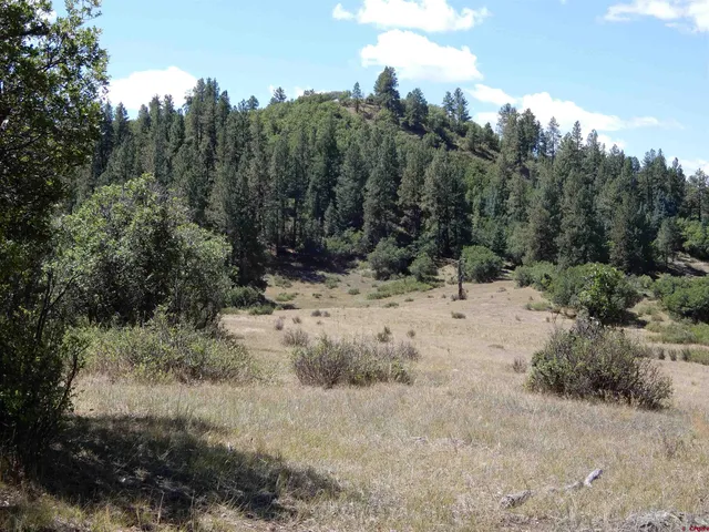 a view of a forest with mountains in the background
