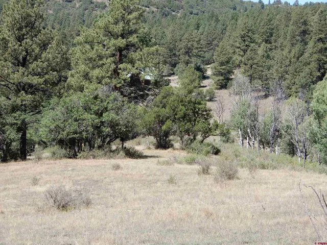 a view of a dry yard with trees in the background