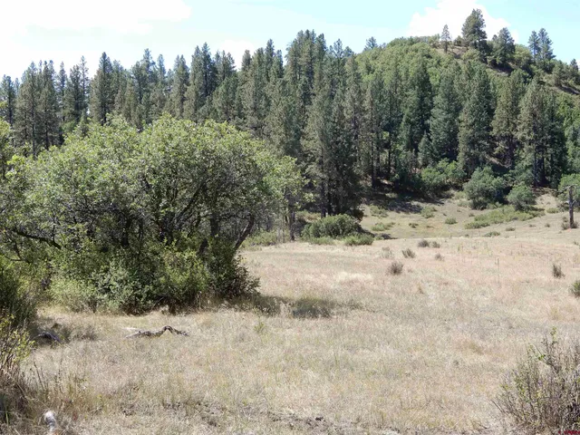 a view of a dry yard with trees