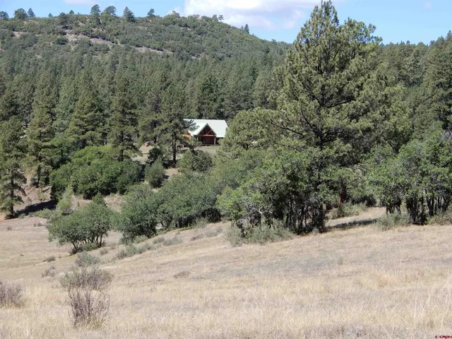 a view of a forest with trees in the background
