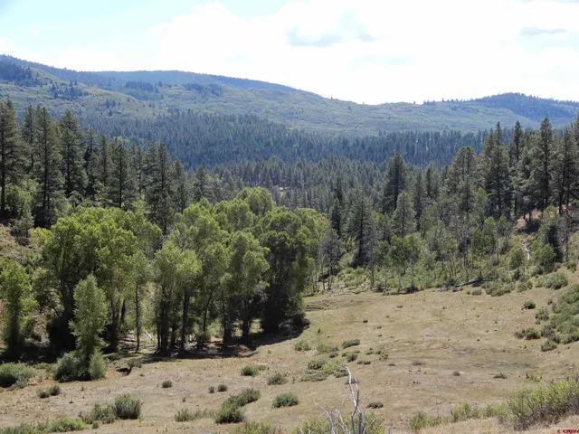 a view of a yard with trees