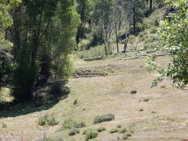a view of a forest with a street