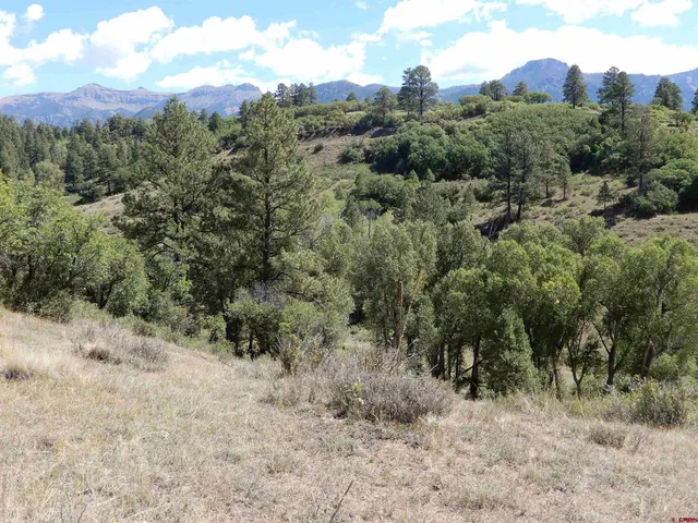 a view of a dry yard with trees