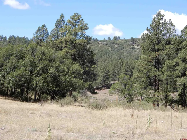a view of a forest covered with snow