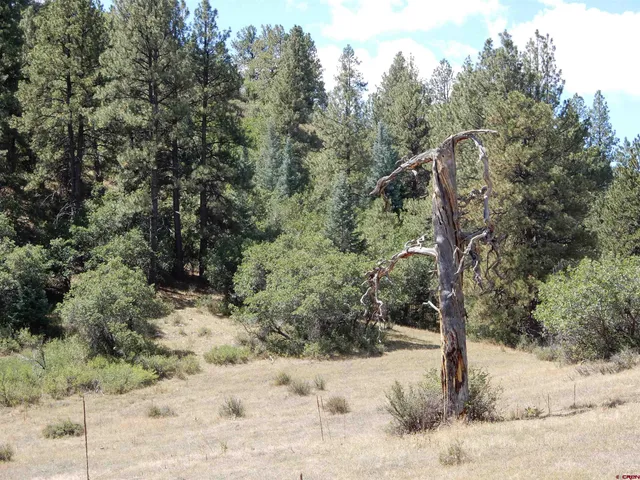 a view of a dry yard