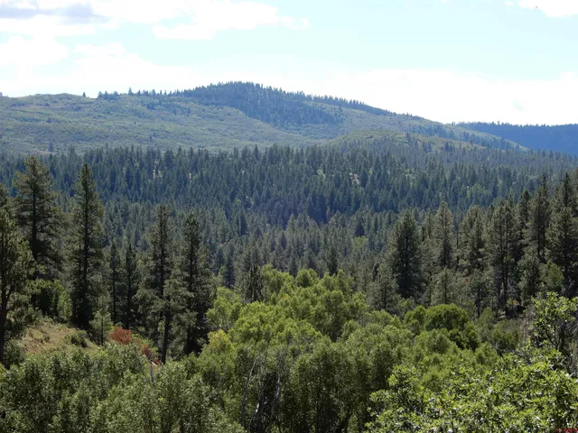 a view of a lush green forest with trees in the background