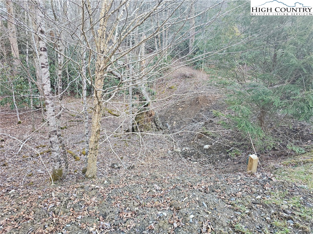 Lot #1 Creekside Meadows Newland, NC 28657 - Photo 11 of 19 a close up of a plant in a field