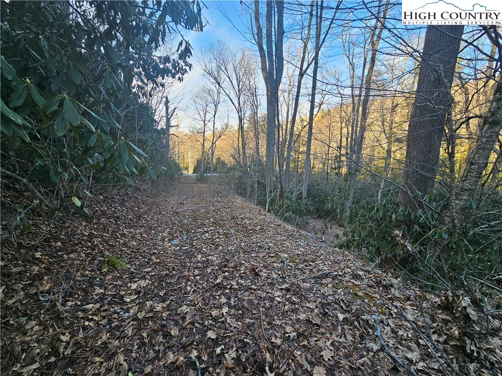 Lot #1 Creekside Meadows Newland, NC 28657 - Photo 3 of 19 a view of a forest that has a tree
