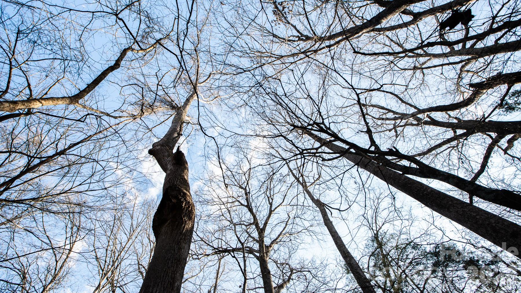 Tbd Upright Road Mount Ulla, NC 28125 - Photo 13 of 35 a picture of tree