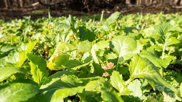 $4,399,000 | Tbd Upright Road, Mount Ulla, NC 28125