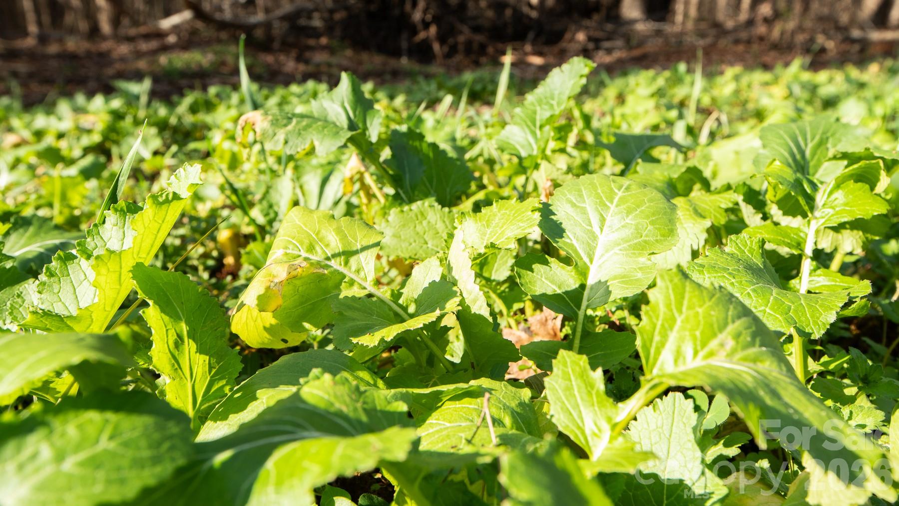 Tbd Upright Road Mount Ulla, NC 28125 - Photo 15 of 35 a backyard of a house with lots of green plants and trees