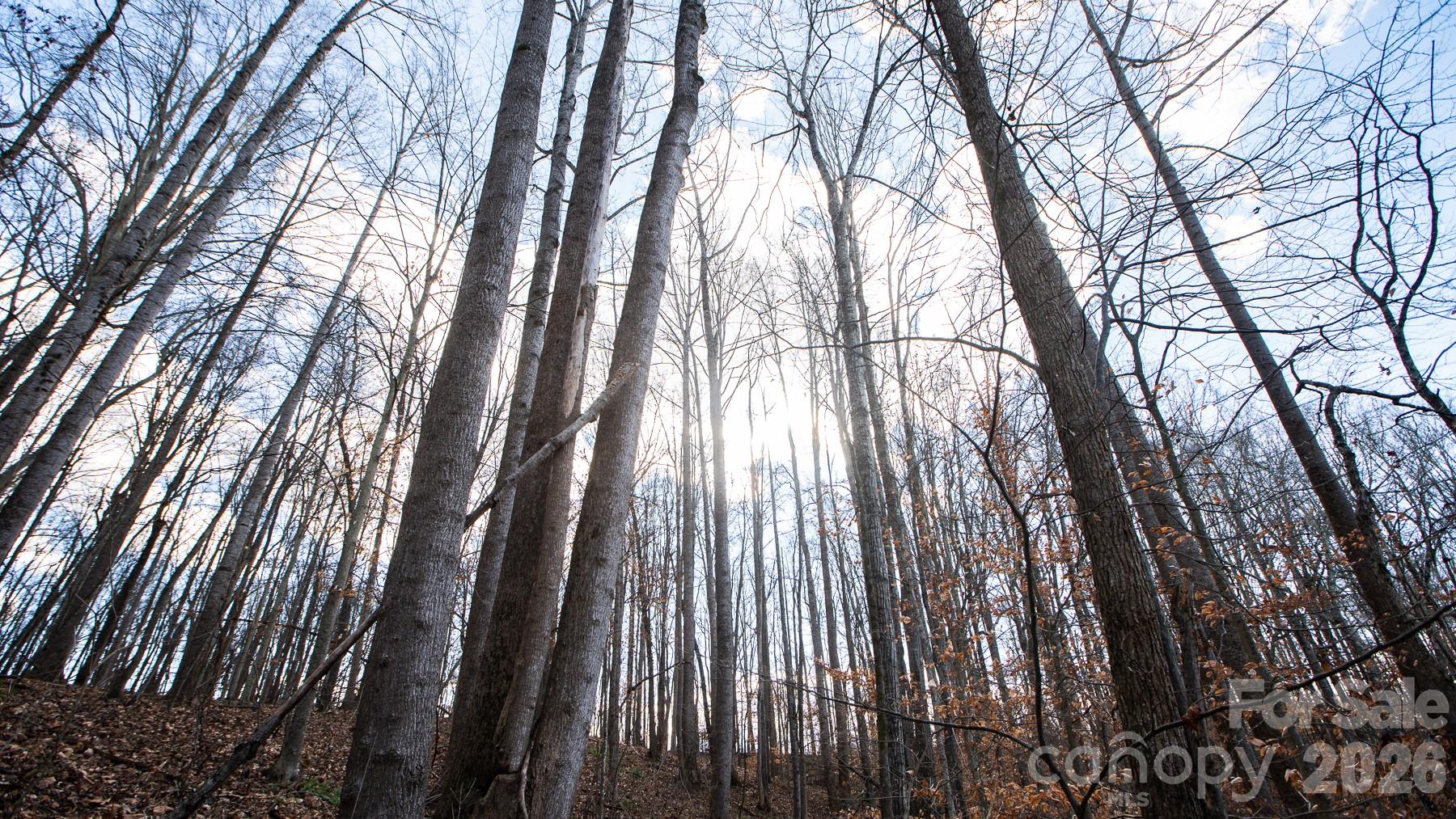 Tbd Upright Road Mount Ulla, NC 28125 - Photo 32 of 35 a view of forest