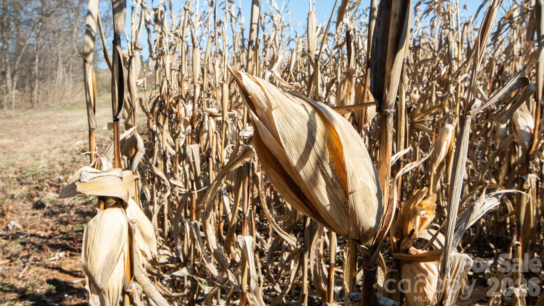 Tbd Upright Road Mount Ulla, NC 28125 - Photo 10 of 35