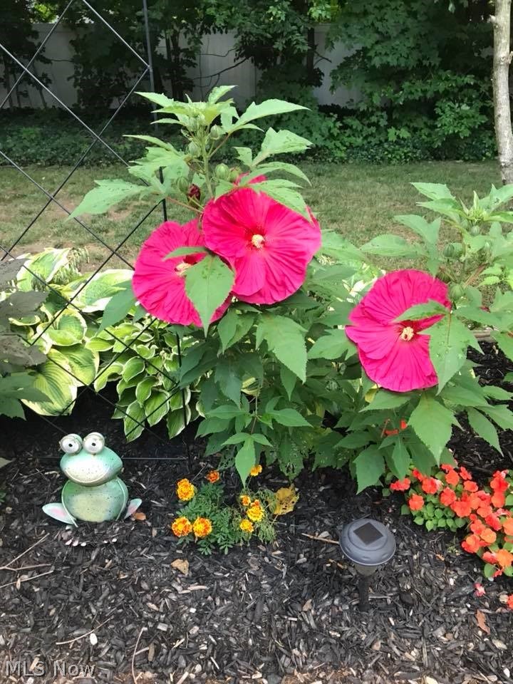 7373 Fox Mill Road, Unit D Mentor, OH 44060 - Photo 22 of 26 Beautiful Hibiscus!