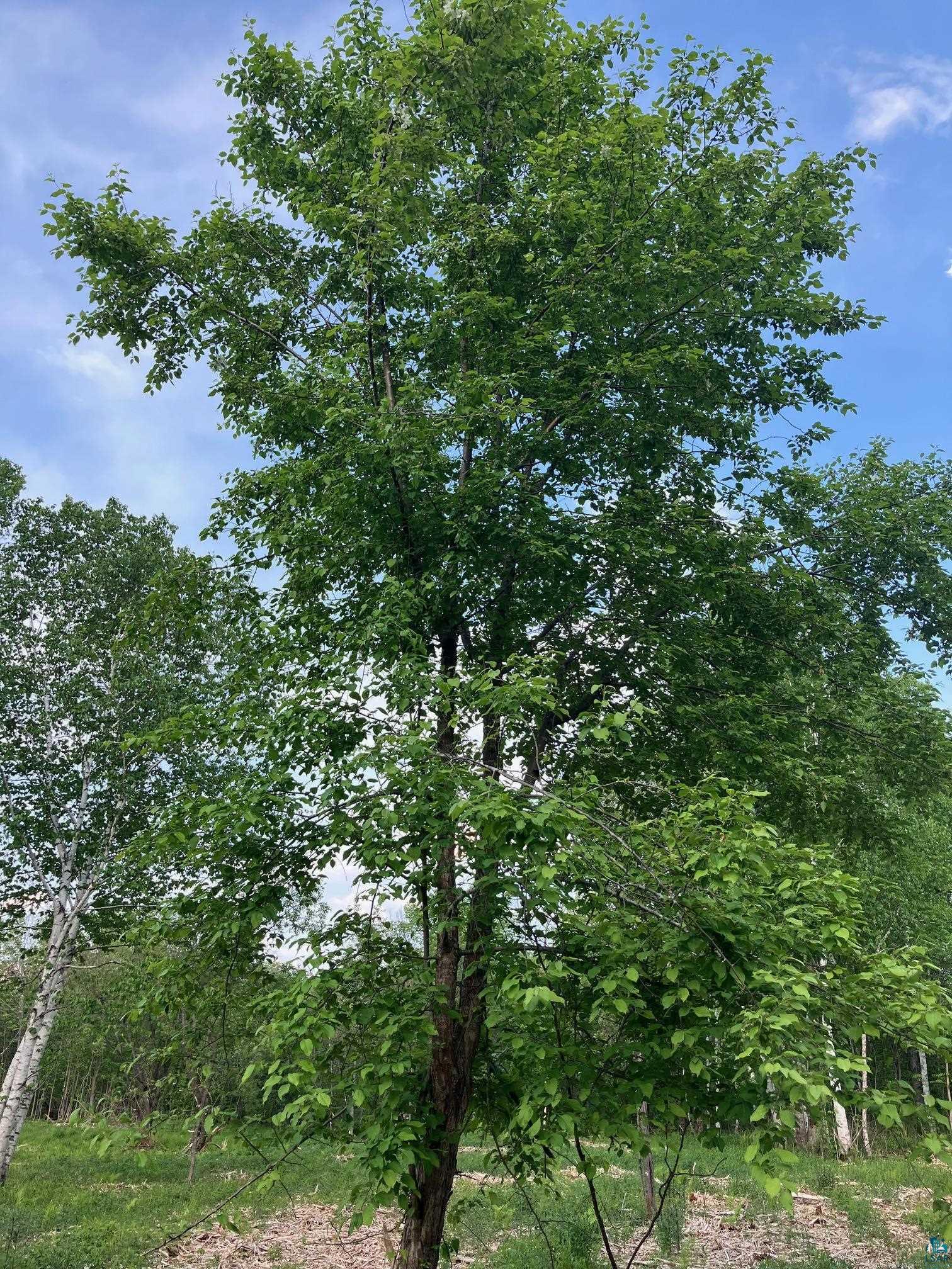 30-xx Whiteside Road Duluth, MN 55804 - Photo 12 of 12 View of nature