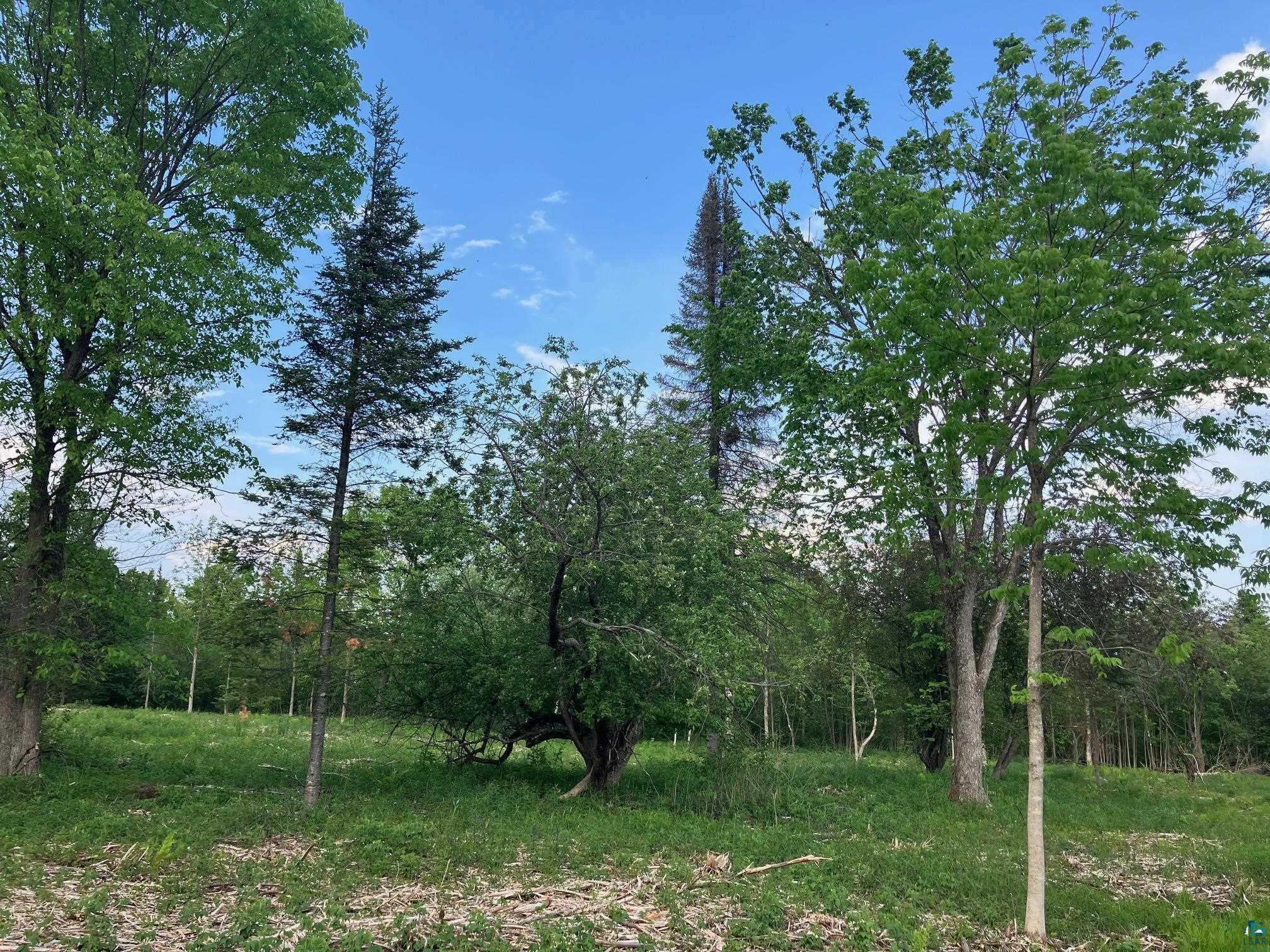 30-xx Whiteside Road Duluth, MN 55804 - Photo 7 of 12 View of woods